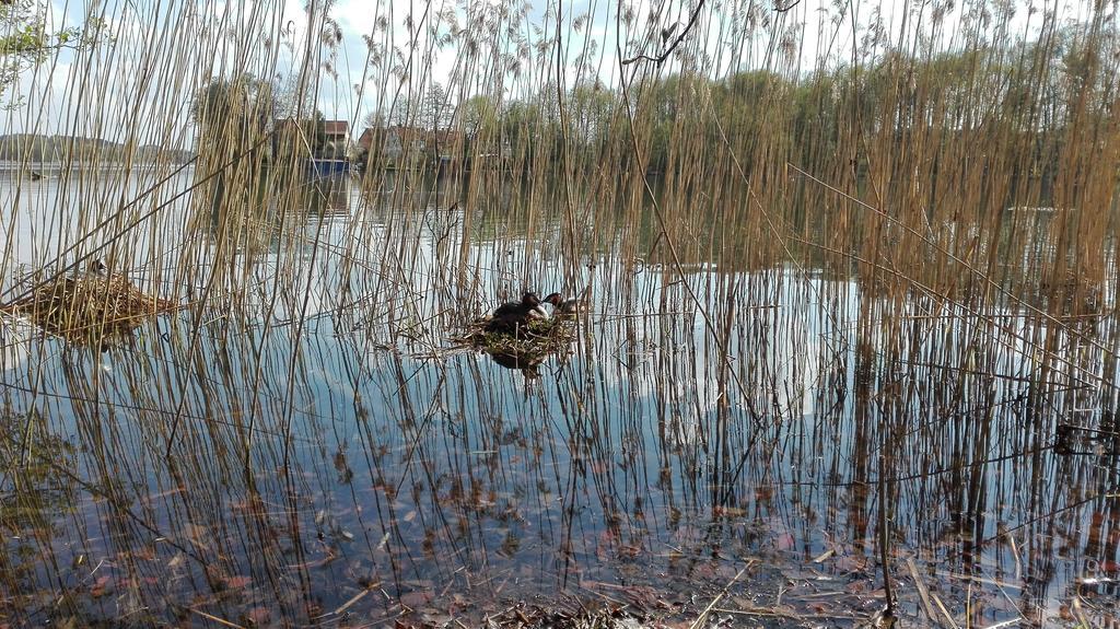 Stara Kamienica Centrum Mrągowo Esterno foto